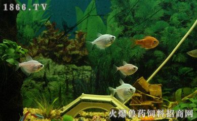 北方的觀賞魚品種：北方觀賞魚品種之紅鯽魚