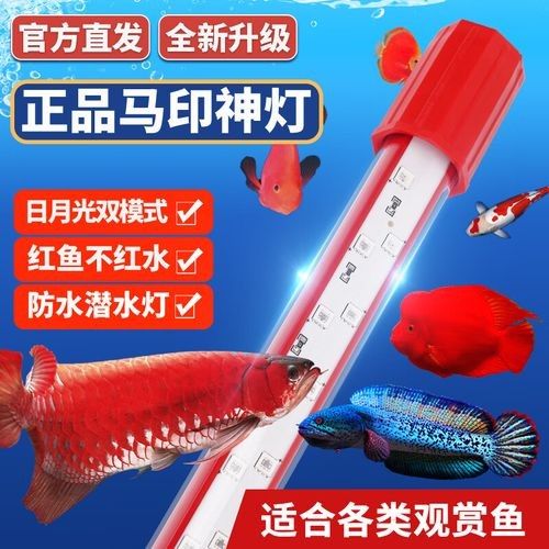 如何選擇適合龍魚的專用燈？（選擇適合龍魚的專用燈具）
