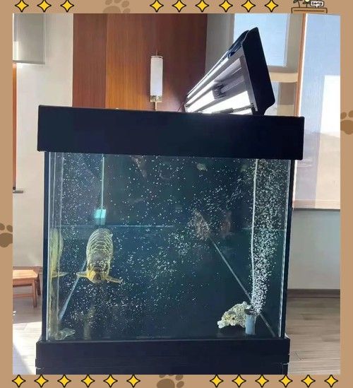 如何選擇適合龍魚的專用燈？（選擇適合龍魚的專用燈具）