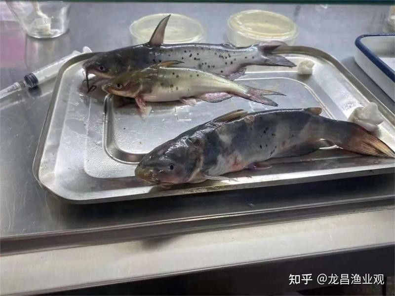 雷龍魚細菌感染多久會死？（雷龍魚細菌感染的致死時間取決于多種因素）