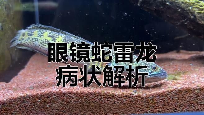 雷龍魚細菌感染多久會死？（雷龍魚細菌感染的致死時間取決于多種因素）