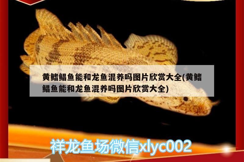 黃鰭鯧魚能和龍魚混養嗎圖片欣賞大全(黃鰭鯧魚能和龍魚混養嗎圖片欣賞大全)（黃鰭鯧魚能和龍魚混養嗎）