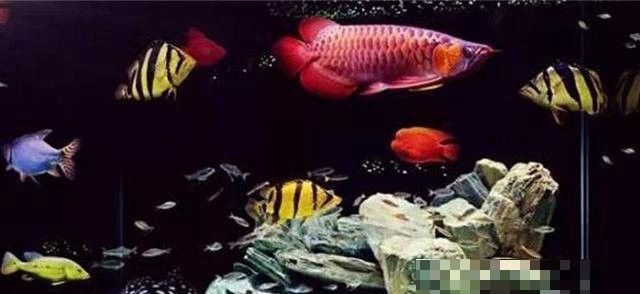 如何減少龍魚和鐵甲武士魚的沖突（龍魚和鐵甲武士魚爭斗怎么辦）