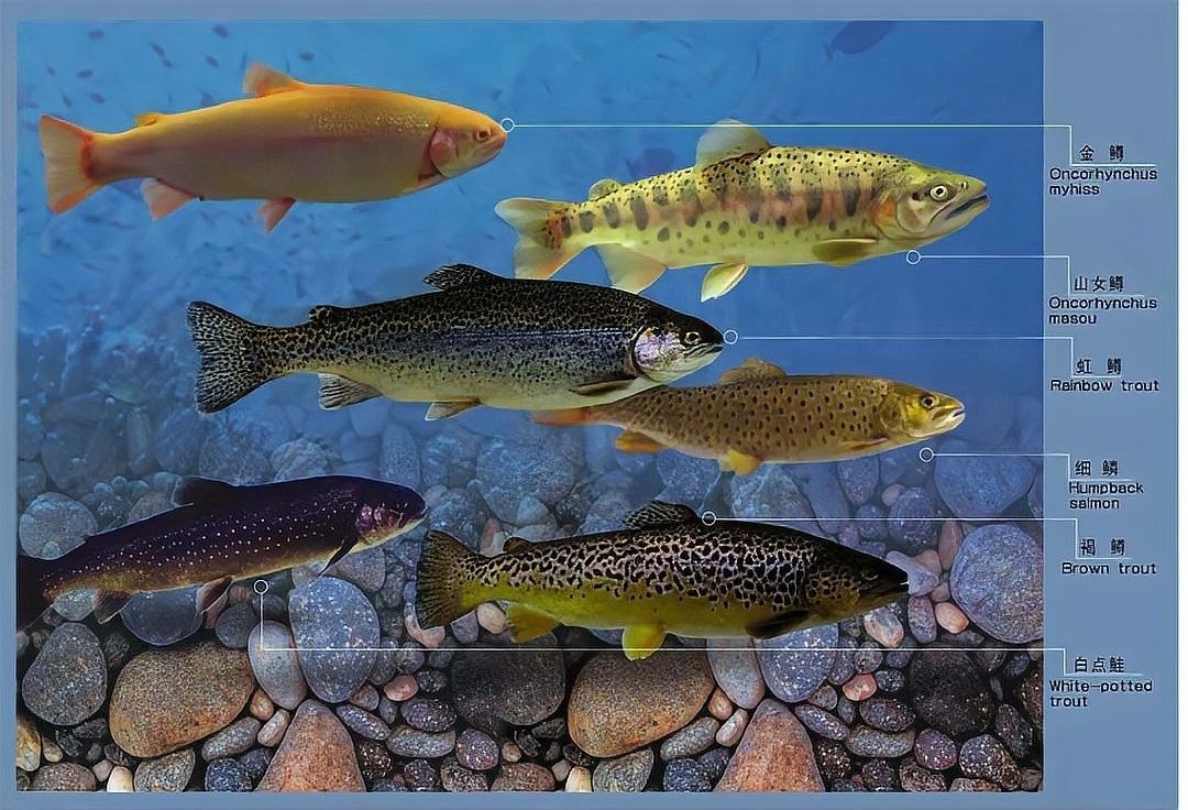 除了這些，還有哪些龍魚養殖基地（北京海淀區金源財富花卉市場有哪些知名商家有哪些）