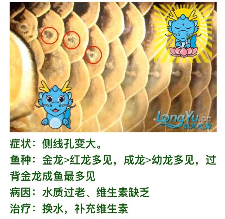 看圖說養魚300字真的不夠發（看圖說養魚之鄰居養魚）