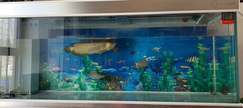 看圖說養魚300字真的不夠發（看圖說養魚之鄰居養魚）