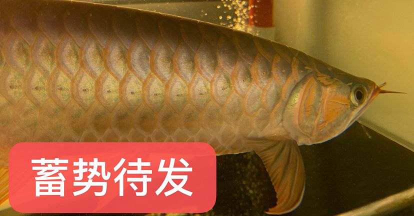 看圖說養魚300字真的不夠發（看圖說養魚之鄰居養魚）