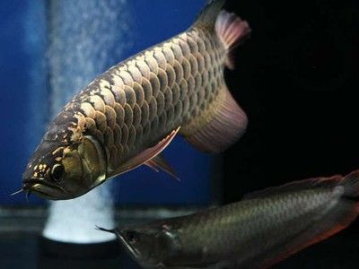 白子招財(cái)龍魚成年后有多大（白子招財(cái)龍魚壽命有多長？）