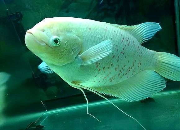 白子招財(cái)龍魚成年后有多大（白子招財(cái)龍魚壽命有多長？）