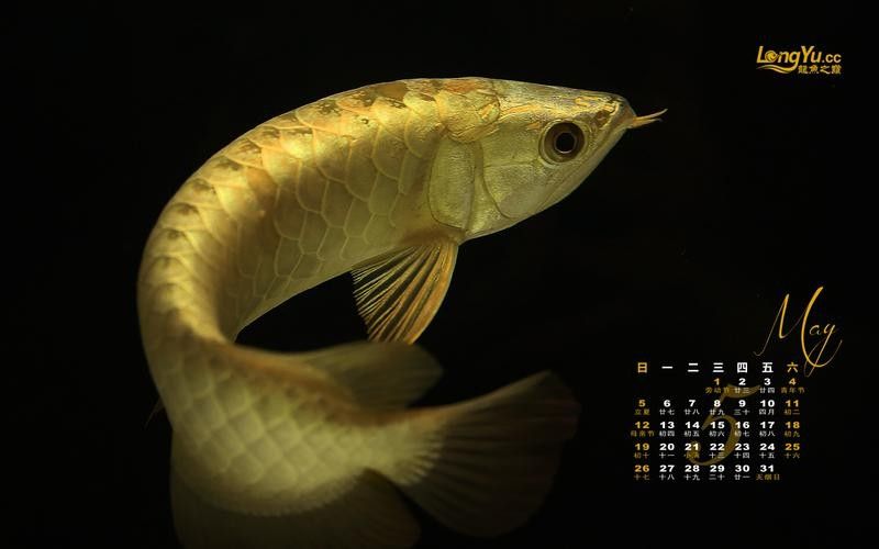 深圳龍魚市場有線上購買嗎（深圳龍魚市場是否提供線上購買服務？） 深圳龍魚市場有線上購買嗎（深圳龍魚市場是否提供線上購買服務？） 龍魚百科 第4張