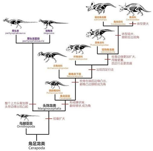 B過金龍魚爬背需要多長時間？（b過金龍魚爬背需要多長時間）