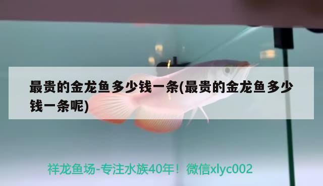 最貴的金龍魚多少錢一條(最貴的金龍魚多少錢一條呢)（最貴的金龍魚多少錢一條）