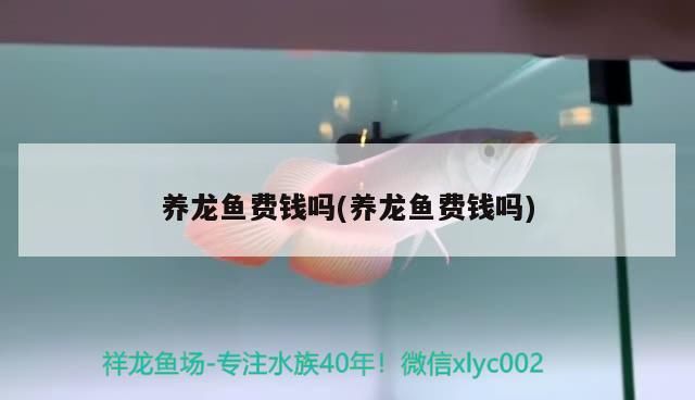 養(yǎng)龍魚費錢嗎(養(yǎng)龍魚費錢嗎)（養(yǎng)龍魚費錢嗎）