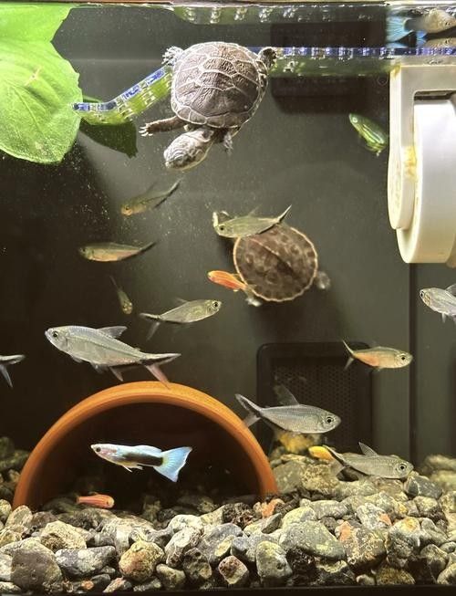 混養時如何避免爭斗（養動物時，爭斗是一個常見的問題）