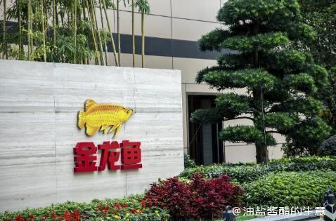 龍魚飼料自制教程（如何確保自制的龍魚飼料營養均衡？）