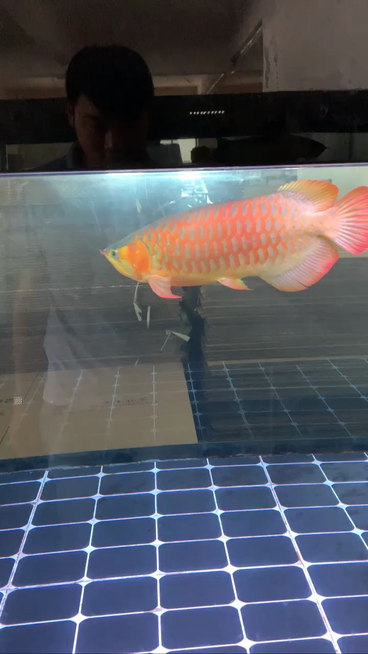 廣州魚缸批發市場最后的紅燈太不自然了（廣州魚缸批發市場的紅燈現象）