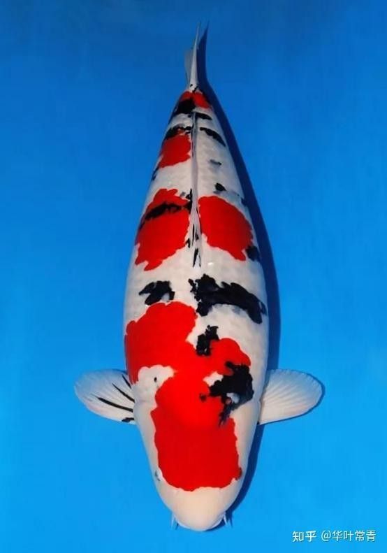 海龍魚的名字有什么寓意（新南海龍魚是什么魚巴游俠聽專屬ai解讀海龍魚的寓意）
