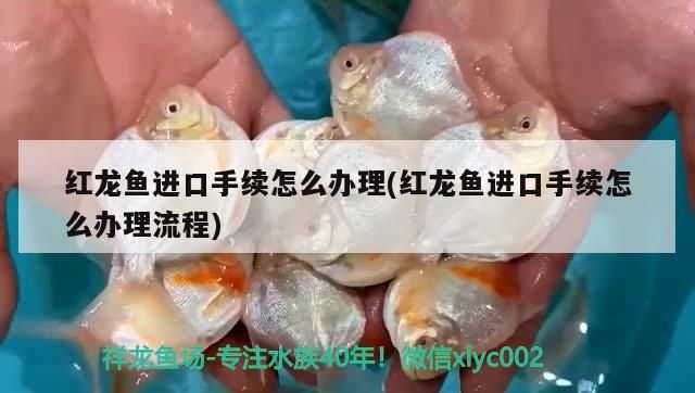 紅龍魚進口手續怎么辦理(紅龍魚進口手續怎么辦理流程)（紅龍魚進口手續怎么辦理）