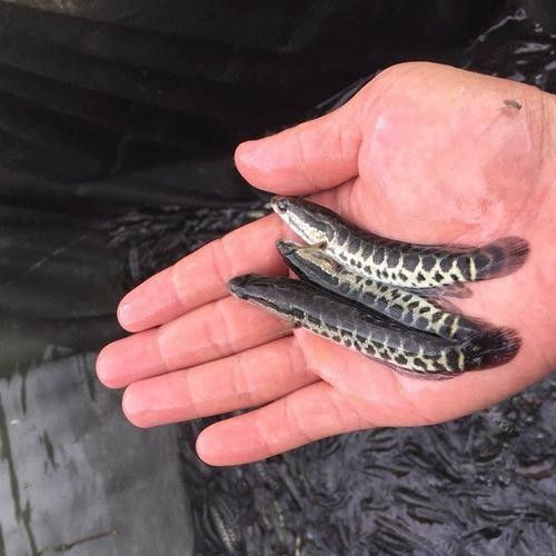 黑龍魚圖片高清大圖（黑龍魚圖片高清大圖展示）