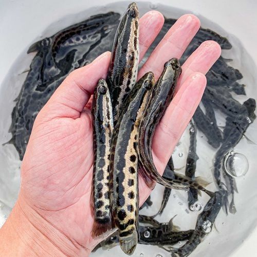 黑龍魚圖片高清大圖（黑龍魚圖片高清大圖展示）