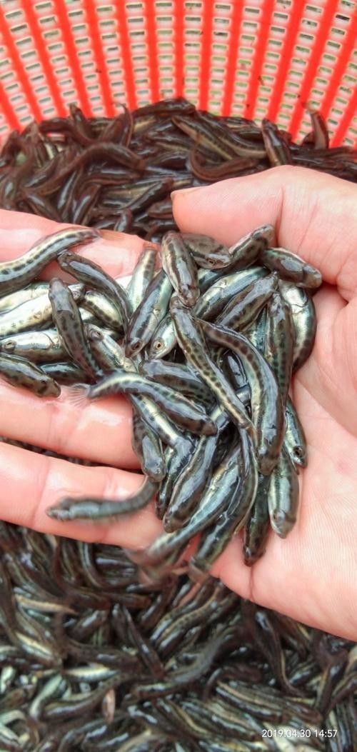 黑龍魚圖片高清大圖（黑龍魚圖片高清大圖展示）