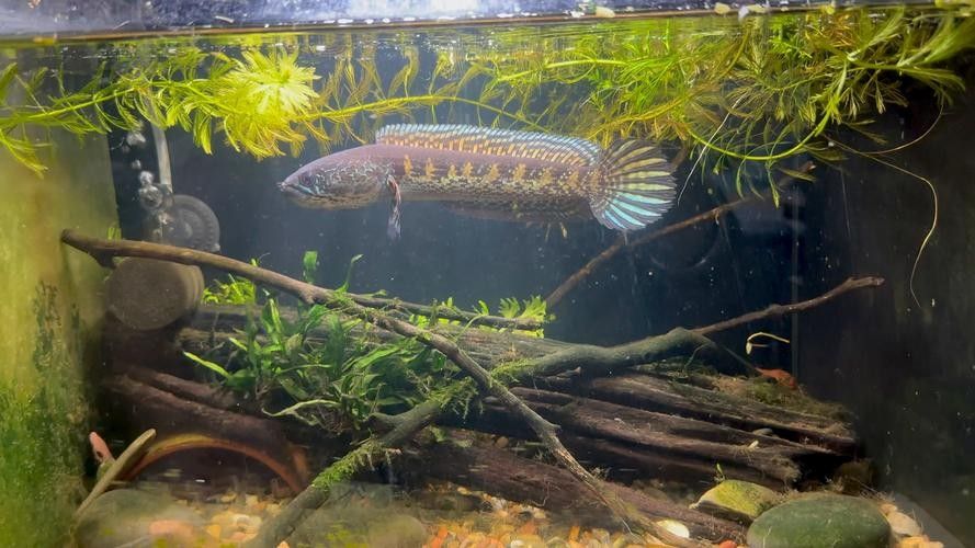 黑龍魚圖片高清大圖（黑龍魚圖片高清大圖展示）