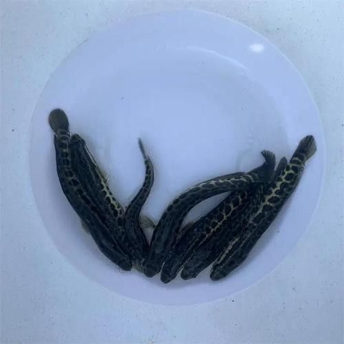 黑龍魚圖片高清大圖（黑龍魚圖片高清大圖展示）