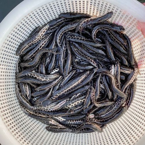 黑龍魚圖片高清大圖（黑龍魚圖片高清大圖展示）