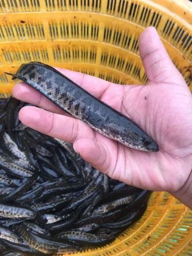 黑龍魚圖片高清大圖（黑龍魚圖片高清大圖展示）
