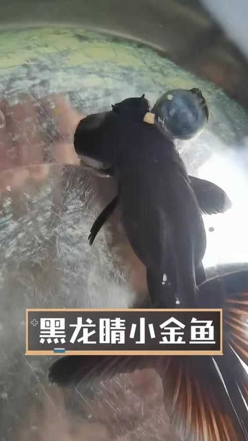 黑龍魚圖片高清大圖（黑龍魚圖片高清大圖展示）