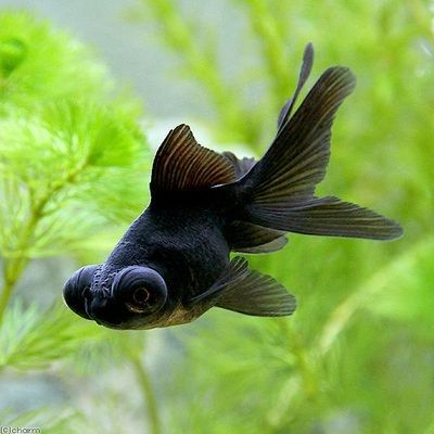 黑龍魚圖片高清大圖（黑龍魚圖片高清大圖展示）