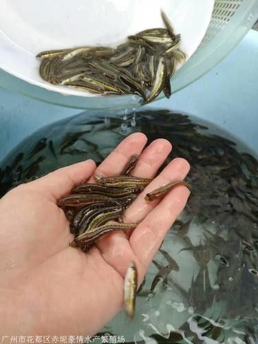 黑龍魚圖片高清大圖（黑龍魚圖片高清大圖展示）
