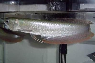 黑龍魚圖片高清大圖（黑龍魚圖片高清大圖展示）