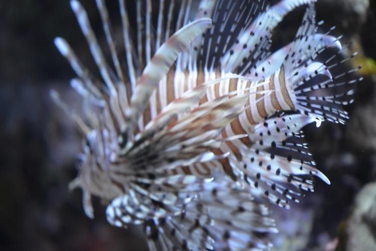 黑龍魚圖片高清大圖（黑龍魚圖片高清大圖展示）