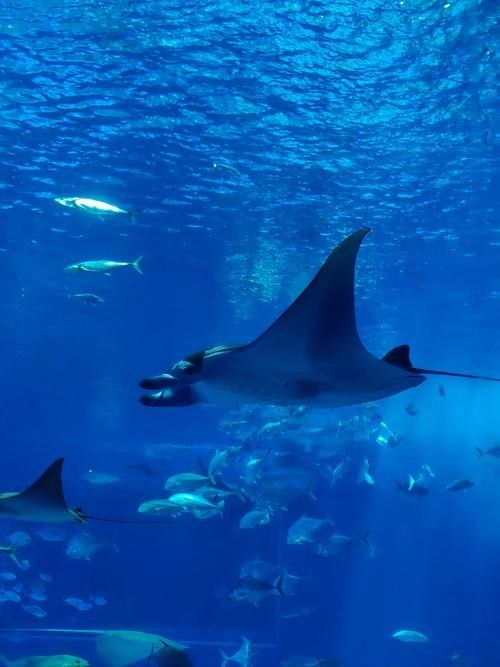 龍虎居水族館是否需要預約？（徐州龍虎居水族館是否需要預約取決于您訪問的時間和館內活動）