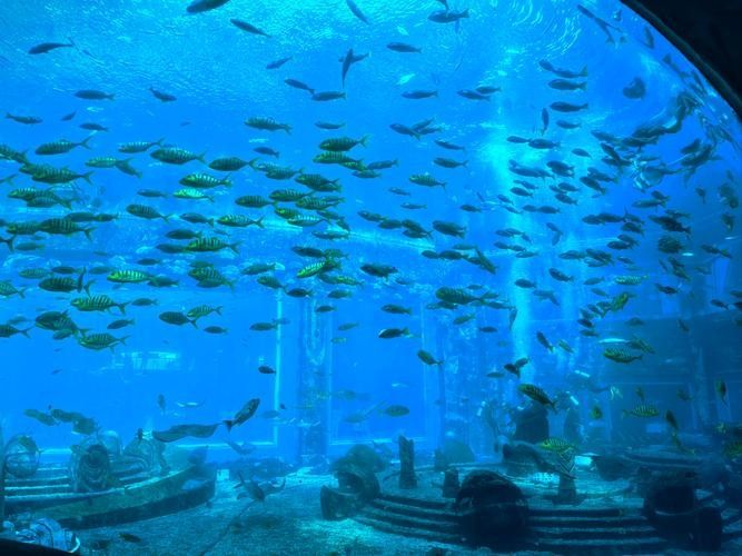 龍虎居水族館是否需要預約？（徐州龍虎居水族館是否需要預約取決于您訪問的時間和館內活動）