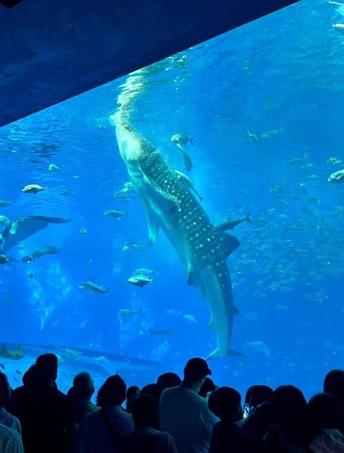 龍虎居水族館是否需要預約？（徐州龍虎居水族館是否需要預約取決于您訪問的時間和館內活動）