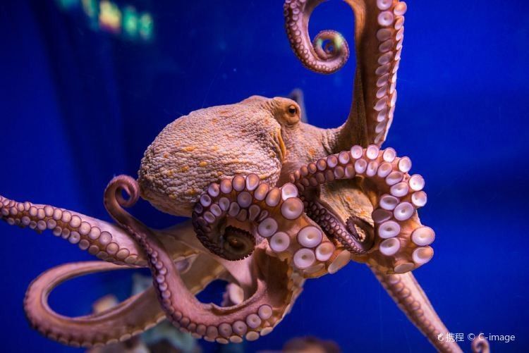 龍虎居水族館是否需要預約？（徐州龍虎居水族館是否需要預約取決于您訪問的時間和館內活動）