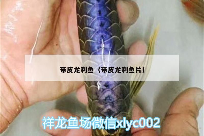 帶皮龍利魚（帶皮龍利魚片）（帶皮龍利魚和帶皮龍利魚片）