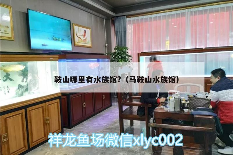 鞍山哪里有水族館?（馬鞍山水族館）（鞍山哪里有水族館？）