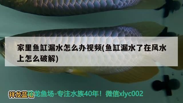 家里魚缸漏水怎么辦視頻(魚缸漏水了在風水上怎么破解)（家里魚缸漏水怎么辦）