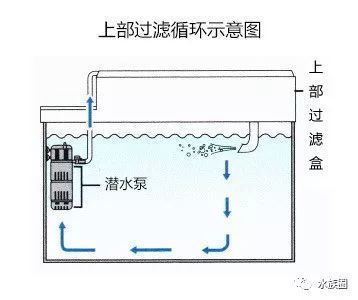 龍魚跳缸是什么原因呢怎么治好視頻（龍魚跳缸還能活嗎）（桂花魚怎么做不單味道好，桂花魚跳缸的原因及治療方法）