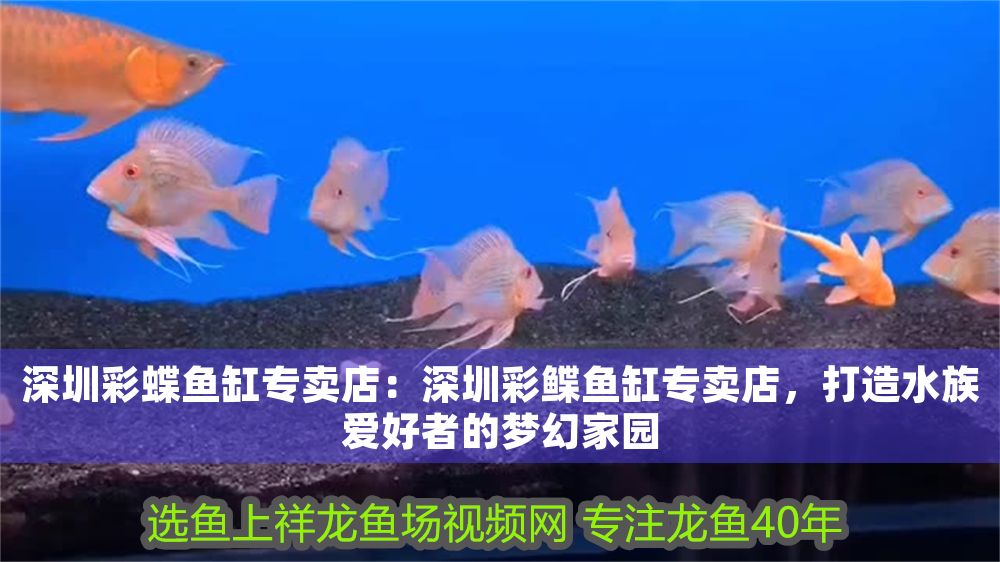 深圳彩蝶魚(yú)缸專賣店：深圳彩鰈魚(yú)缸專賣店，打造水族愛(ài)好者的夢(mèng)幻家園（深圳彩鰈魚(yú)缸專賣店）