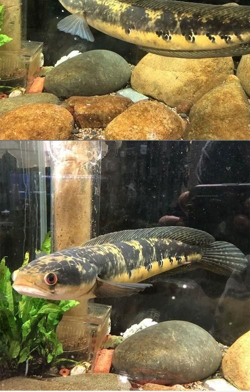 黑魔雷龍魚有哪些品種圖片（關于黑魔雷龍魚的一些基本信息）