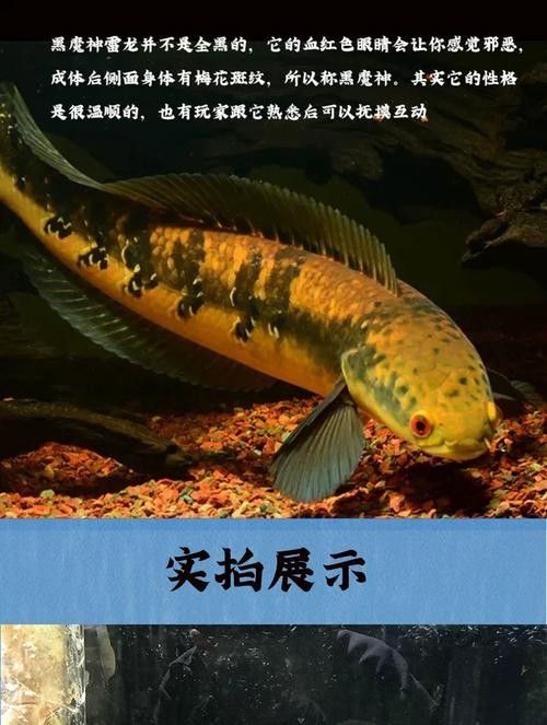 黑魔雷龍魚有哪些品種圖片（關于黑魔雷龍魚的一些基本信息）