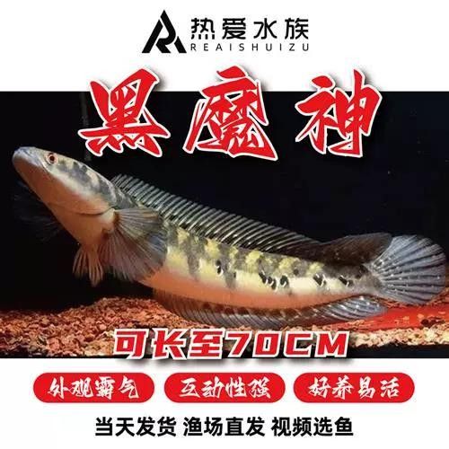 黑魔雷龍魚有哪些品種圖片（關于黑魔雷龍魚的一些基本信息）