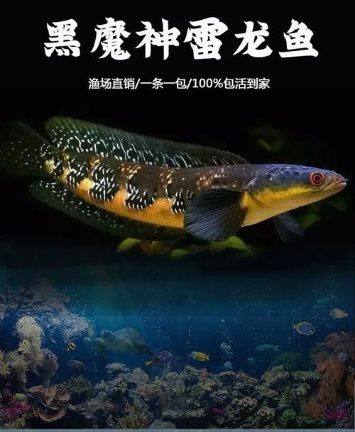 黑魔雷龍魚有哪些品種圖片（關于黑魔雷龍魚的一些基本信息）