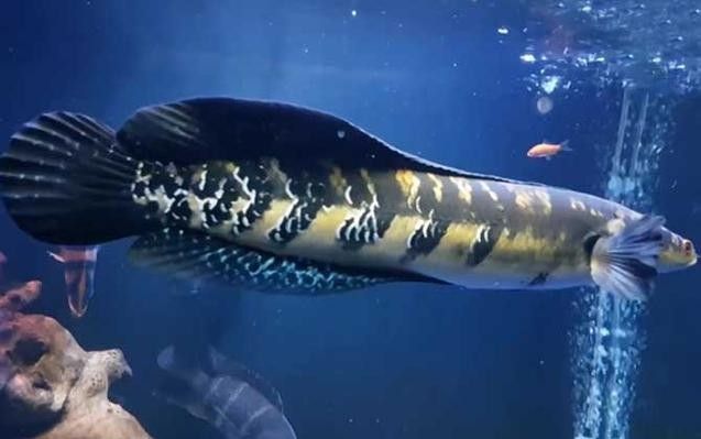 黑魔雷龍魚有哪些品種圖片（關于黑魔雷龍魚的一些基本信息）