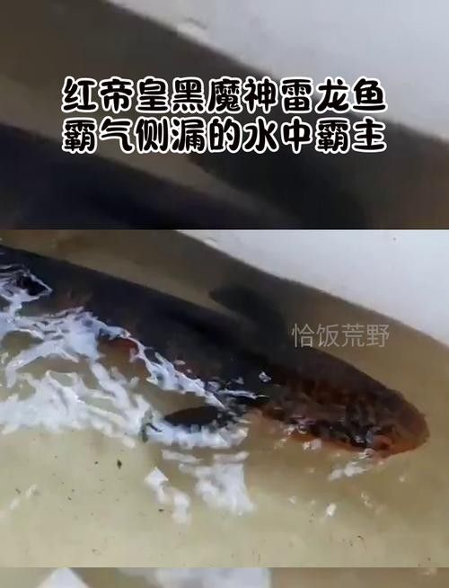 黑魔雷龍魚有哪些品種圖片（關于黑魔雷龍魚的一些基本信息）
