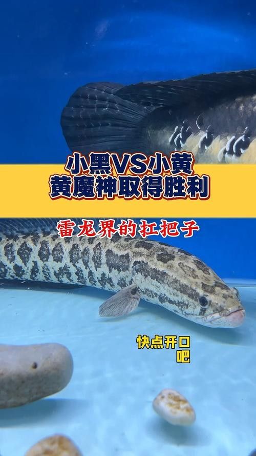 黑魔雷龍魚有哪些品種圖片（關于黑魔雷龍魚的一些基本信息）